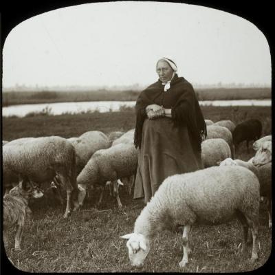 Lichtaert - vrouw met schapen - P. V. Hal