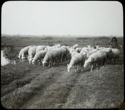 Lichtaertsche Ruiten - schapen -[] V. Hal