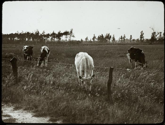 Schoonbroek - dieren in wei - P. V. Hal