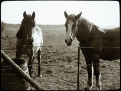 Zevendonck : paarden van François