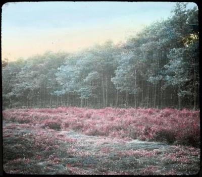 Zevendonck - landschap - P. V. Hal