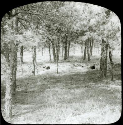 Zevendonck - landschap (bos) - P. V. Hal