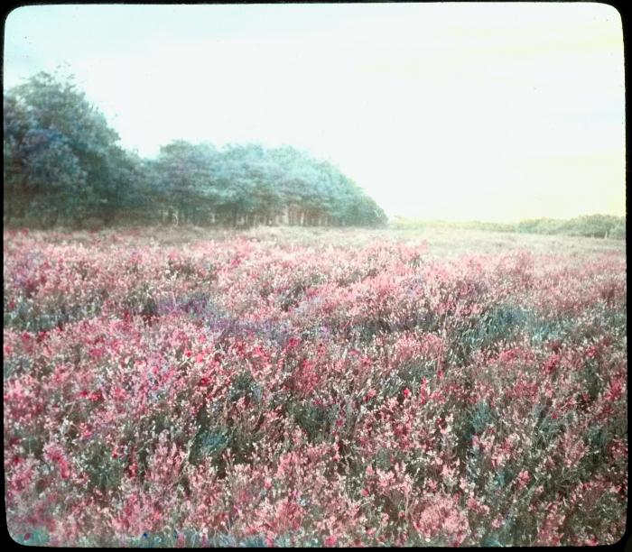 Zevendonck - landschap - P. V. Hal