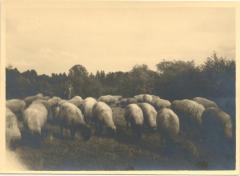 Herder (Claske) met zijn Suffolkse schapen
