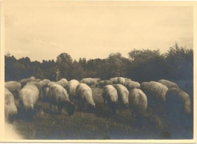 Herder (Claske) met zijn Suffolkse schapen