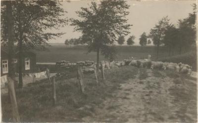 Grazende kudde schapen