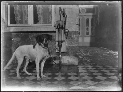 Hond vastgeketend aan waterpomp