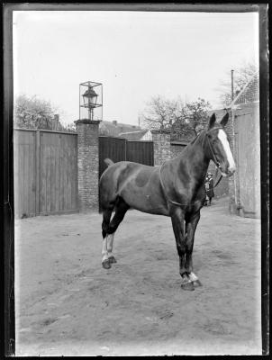 Paard op een binnenplaats