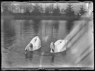 Twee zwanen in een vijver