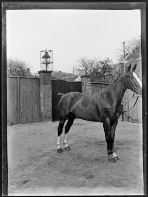 Paard op een binnenplaats