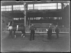 Paardenevenement in een overdekte hal