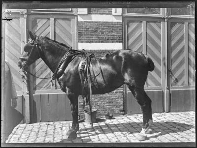 Paard voor stallingen