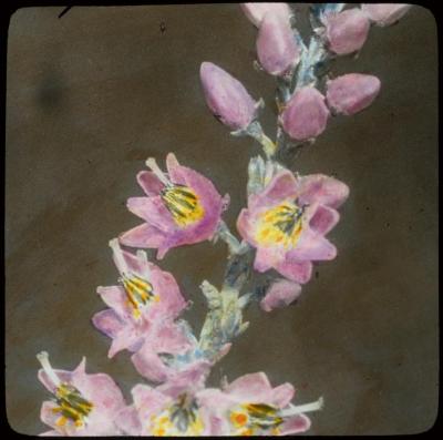 Kempische bloemen: calluna vulgaris