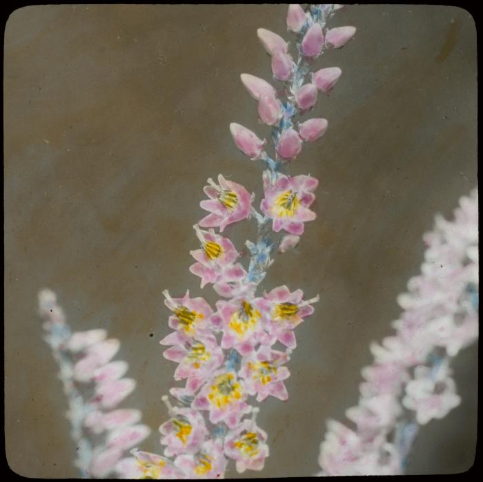 Kempische bloemen: calluna vulgaris