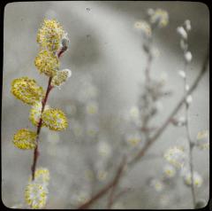 Kempische bloemen: salix caprea - wilg - Lierman