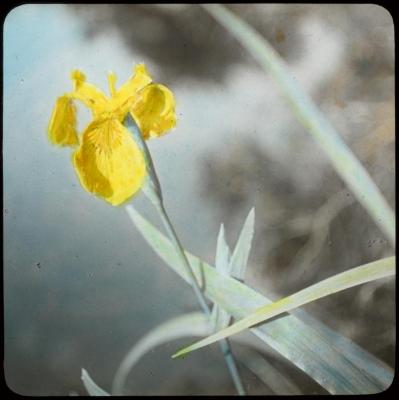 Kempische bloemen: Iris Pseudacorus - Corsendonck