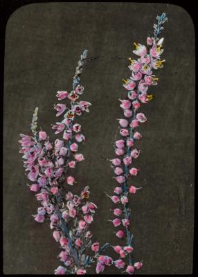 Kempische bloemen: calluna vulgaris (familie der érica[])