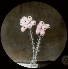 Kempische bloemen: erica tetralix