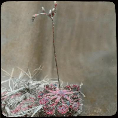 Kempische bloemen: drosera rotundifolia