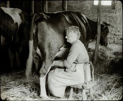 Kasterlee - [….] - boerin melkt koe